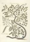 Piscium, serpentum, insectorum, aliorumque nonnullorum animalum nec non plantarum quarundam imagines Pl.051