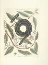 Piscium, serpentum, insectorum, aliorumque nonnullorum animalum nec non plantarum quarundam imagines Pl.052