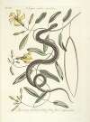 Piscium, serpentum, insectorum, aliorumque nonnullorum animalum nec non plantarum quarundam imagines Pl.053