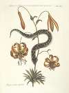 Piscium, serpentum, insectorum, aliorumque nonnullorum animalum nec non plantarum quarundam imagines Pl.056