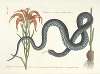 Piscium, serpentum, insectorum, aliorumque nonnullorum animalum nec non plantarum quarundam imagines Pl.058