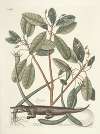 Piscium, serpentum, insectorum, aliorumque nonnullorum animalum nec non plantarum quarundam imagines Pl.063