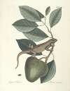 Piscium, serpentum, insectorum, aliorumque nonnullorum animalum nec non plantarum quarundam imagines Pl.064