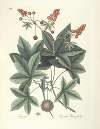 Piscium, serpentum, insectorum, aliorumque nonnullorum animalum nec non plantarum quarundam imagines Pl.065