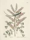 Piscium, serpentum, insectorum, aliorumque nonnullorum animalum nec non plantarum quarundam imagines Pl.066