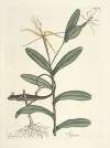 Piscium, serpentum, insectorum, aliorumque nonnullorum animalum nec non plantarum quarundam imagines Pl.068
