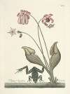Piscium, serpentum, insectorum, aliorumque nonnullorum animalum nec non plantarum quarundam imagines Pl.070