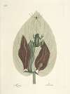 Piscium, serpentum, insectorum, aliorumque nonnullorum animalum nec non plantarum quarundam imagines Pl.071
