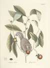 Piscium, serpentum, insectorum, aliorumque nonnullorum animalum nec non plantarum quarundam imagines Pl.076