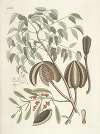 Piscium, serpentum, insectorum, aliorumque nonnullorum animalum nec non plantarum quarundam imagines Pl.081
