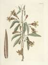 Piscium, serpentum, insectorum, aliorumque nonnullorum animalum nec non plantarum quarundam imagines Pl.082