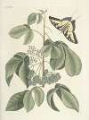 Piscium, serpentum, insectorum, aliorumque nonnullorum animalum nec non plantarum quarundam imagines Pl.083