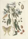 Piscium, serpentum, insectorum, aliorumque nonnullorum animalum nec non plantarum quarundam imagines Pl.084