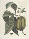 Piscium, serpentum, insectorum, aliorumque nonnullorum animalum nec non plantarum quarundam imagines Pl.085