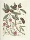 Piscium, serpentum, insectorum, aliorumque nonnullorum animalum nec non plantarum quarundam imagines Pl.087