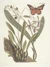 Piscium, serpentum, insectorum, aliorumque nonnullorum animalum nec non plantarum quarundam imagines Pl.088