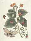 Piscium, serpentum, insectorum, aliorumque nonnullorum animalum nec non plantarum quarundam imagines Pl.091