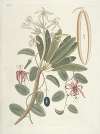 Piscium, serpentum, insectorum, aliorumque nonnullorum animalum nec non plantarum quarundam imagines Pl.093
