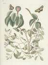 Piscium, serpentum, insectorum, aliorumque nonnullorum animalum nec non plantarum quarundam imagines Pl.095