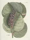 Piscium, serpentum, insectorum, aliorumque nonnullorum animalum nec non plantarum quarundam imagines Pl.096