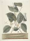 Piscium, serpentum, insectorum, aliorumque nonnullorum animalum nec non plantarum quarundam imagines Pl.101