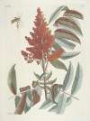 Piscium, serpentum, insectorum, aliorumque nonnullorum animalum nec non plantarum quarundam imagines Pl.102
