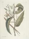 Piscium, serpentum, insectorum, aliorumque nonnullorum animalum nec non plantarum quarundam imagines Pl.104