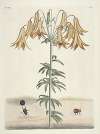 Piscium, serpentum, insectorum, aliorumque nonnullorum animalum nec non plantarum quarundam imagines Pl.106