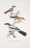 1, 2. Keroula Shrike, Keroula Indica. (1. Male, 2. Female); 3. Great Indian Shrike, Lanius Burra.