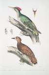 1. Almorah Woodpecker, Picus dimidiatus; 2. Rufus Indian Woodpecker, Picus rufus.