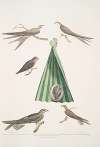 1. Balassian Swift, Cypselus palmarum. 1a. Male, 1b. Female, 1c. Young, 1d. Nest; 2. Allied Swift, Cypselus affinis;