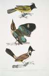 1. Black-headed Brachypus, Brachypus melanocephalus; 2. Short Tailed Pelta [Pitta], Pelta [Pitta] brachyura