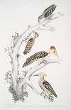 1. Brown Woodpecker, Picus Molluccensis. Male and Female; 2. Mahratta Woodpecker, Picus Mahrattensis. Male and Female.