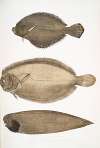 1. Chinese Plaice, Platessa Chinensis; 2. Dr. Russell’s Plaice, Platessa Russellii; 3. Short lined Finless Sole, Plagusia abbreviata. China.