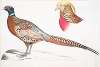 1. Chinese Ring Necked Pheasant, Phasianus torquatus; 2. Head of the Common Golden Pheasant, Chrysolophus pictus.