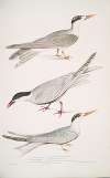 1. Javan Tern, Sterna Javanica; 2. Allied Tern, Sterna similis; 3. Brown Bellied Tern, Sterna acuticauda.