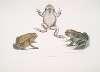 1. Keeled Nosed Toad, Bufo carinatus; 2, 2a. Doubtful Toad, Bufo dubius. Bengal.