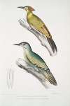 1. Nepaul Woodpecker, Picus Nepaulensis; 2. Moustache Woodpecker, Picus barbatus.