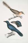 1. Pale Eared Jay, Garrulus albifrons; 2. Large Billed Crow, Corvus macrorhynchus.