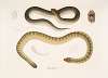 1. Penang Hypserina, Hypserina Hardwickii; 2. Hardwicke’s Short Sea Snake, Lapemis Hardwickii.