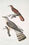 1. Slender billed Cuckoo, Cuculus tenuirostris; 2. Bhrow [Brow] Cuckoo, Cuculus Lathami.