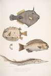1. Spine Sided Monacanthus, Monacanthus (Amanses) Histrix; 2. Many Spined Coffin Fish, Ostracion (Acarana) auritus