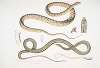 1. Spotted Bellied Snake, Coluber ventromaculatis; 2. Bell’s Tree Snake, Ahætula Bellii.