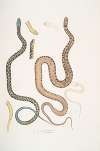 1-3. Bengal Snake, Coluber Bengalensis; 4-7. Lozenge Snake, Coluber rectangulus.