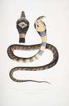 Banded Cobra Capella, variety, Naia tripudians, var. fasciata.