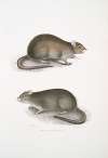 Bengal Field Rat, Arvicola Bengalensis.