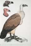 Bengal Vulture, Vultur Bengalensis. 1 Head of Vultur Pondicherianus; 2. Head of Vultur monarchus [monachus].