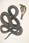 Black Cobra Capella, Naia tripudians, var. nigra.