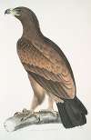 Brown Eagle, Aquilla fusca.