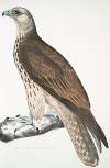 Cherrug Falcon, Falco cherrug.